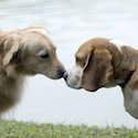 Two Dogs