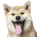 Smiling Shiba Inu