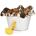 Puppies in Tub