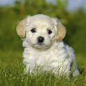 Dog on Grass