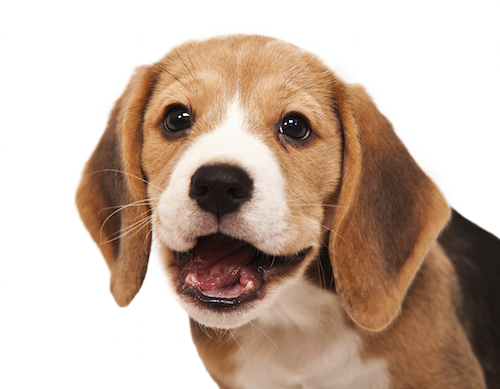 When do puppies lose their teeth?