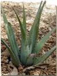 Aloe