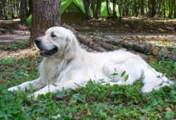 Canine Cognitive Dysfunction