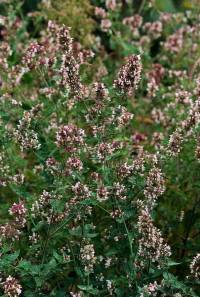 Catnip