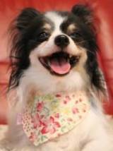 A Happy Papillon