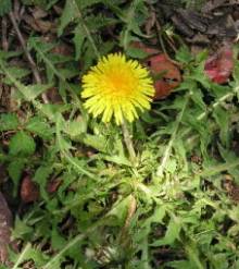 Dandelion
