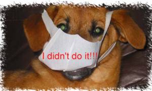 Flatulence in Dogs