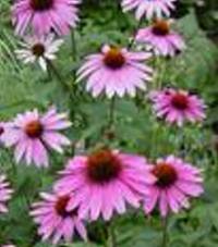 Echinacea