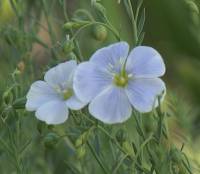 Flax