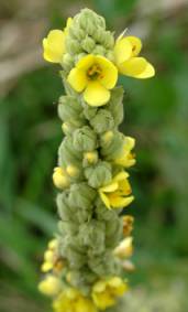 Mullein