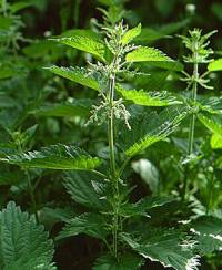 Nettle