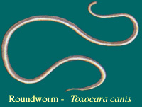 Eliminate Roundworms in Dogs Holistically