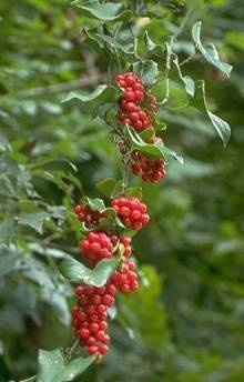 Sarsaparilla