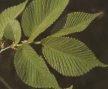 Slippery Elm