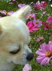 Apple Cider Vinegar for Dogs