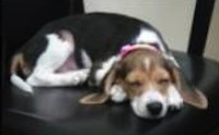 Aging Dogs