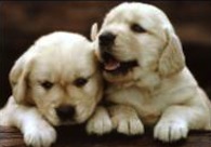 Allergies in Dogs Pic