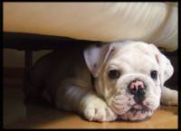 Anxiety in Dogs