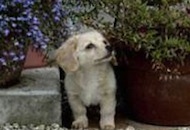 Aromatherapy Recipes for Dogs