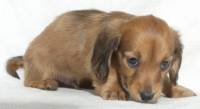 Asthma in Dogs