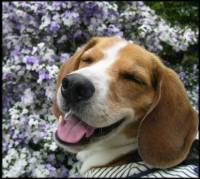 Autoimmune Disease in Dogs