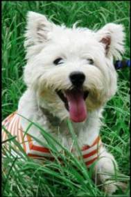Bladder Cancer in Dogs