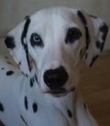 Blood in Dog Urine