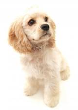 Canine Pneumonia