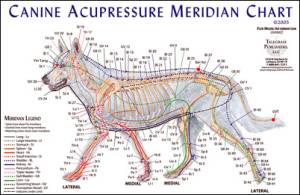 Canine Acupuncture