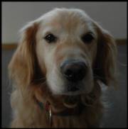 Canine Brain Tumors