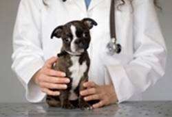 Canine Cherry Eye