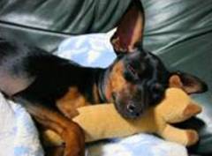 Canine Influenza