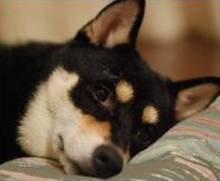 Canine Lepto