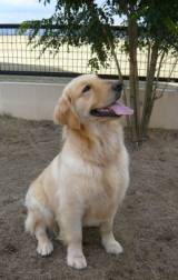 Canine Leptospirosis