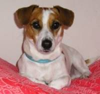 Antihistamines for Dogs