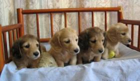 How to choose a puppy
