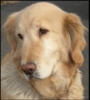 Canine Cushings Disease