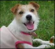 Diabetes in Dogs