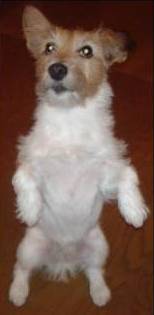 Dog Begging