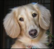 Canine Cancer Signs