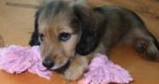 Dog Chewing