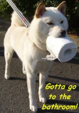 Dog Colitis