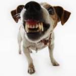 Dog Dental Care