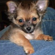 Dog Ear Infections