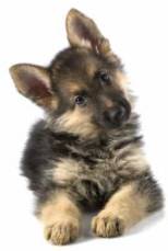 Dog Ear Mites