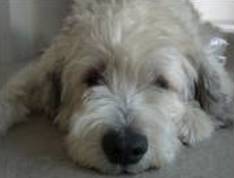 Dog Flu Virus