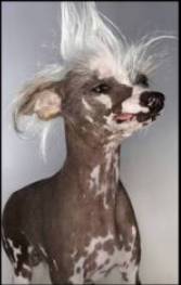 Hair Loss in Dogs