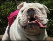 Dog Heat Stroke