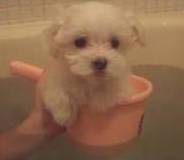 Itchy Dog