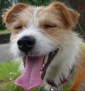 Funny Dog Jokes